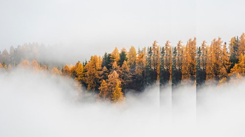 forest autumnal mist